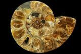 Honey-Orange Ammonite (Argonauticeras) - Befandriana, Madagascar #113740-3